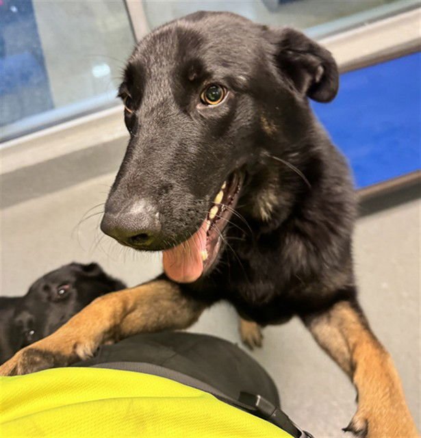 TATO - German Shepherd Dog available for adoption