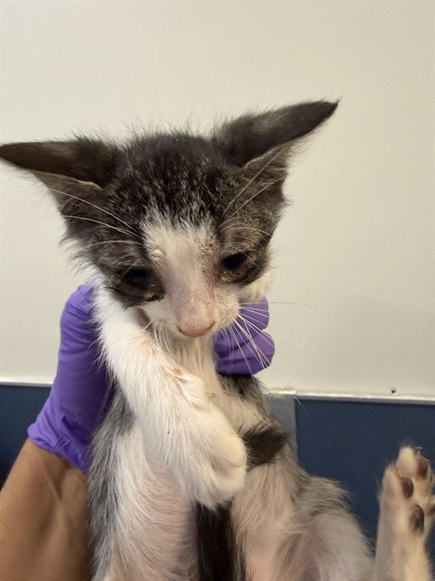 TEDDY - Domestic Short Hair available for adoption