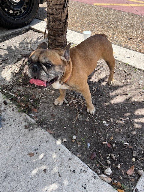 WALMART - French Bulldog available for adoption