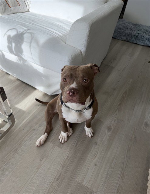 BOLO - Pit Bull Terrier available for adoption