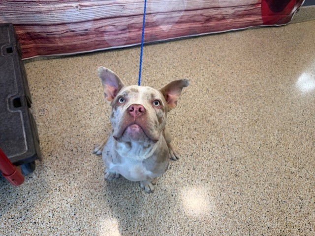 WIGGLES - Bulldog available for adoption