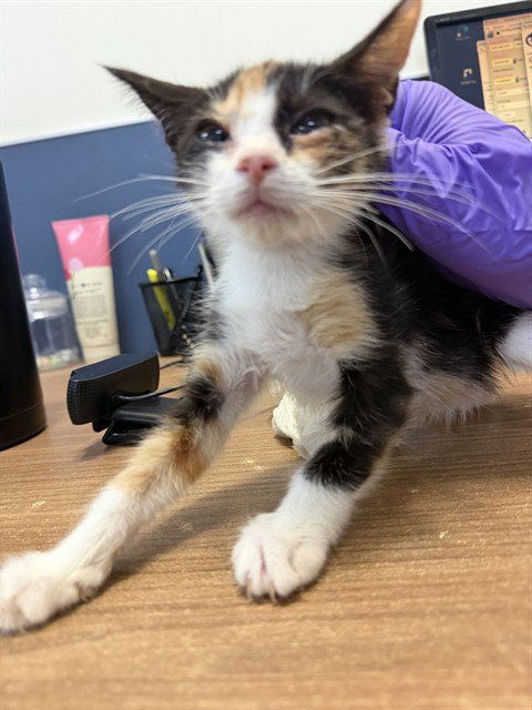 CAT 7 Image