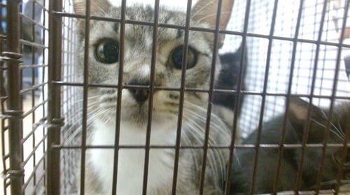 MOMMY - Domestic Short Hair available for adoption