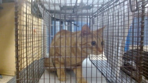 MANGO - Domestic Short Hair available for adoption