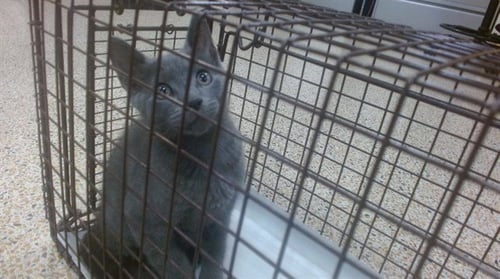 DRAKE - Russian Blue available for adoption
