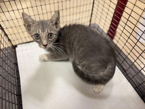 RIA - Domestic Short Hair available for adoption