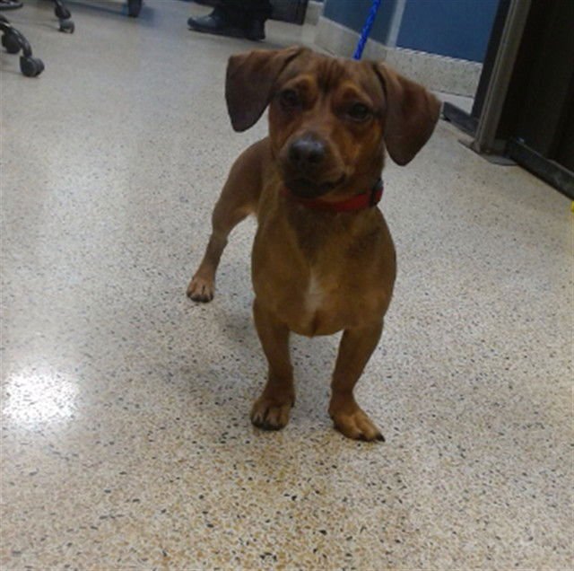 BENTLEY - Dachshund available for adoption