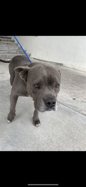 VIVI - Pit Bull Terrier available for adoption