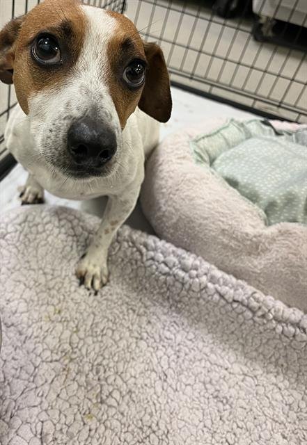 BUNELITO - Jack Russell Terrier (Parson Russell Terrier) available for adoption