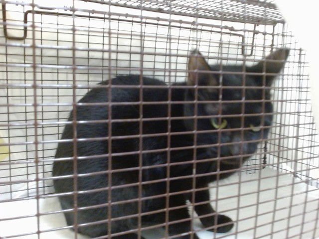 SUNSHINE - Domestic Short Hair available for adoption