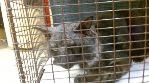 ULY - Domestic Short Hair available for adoption