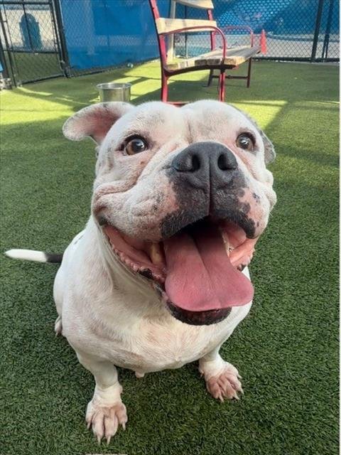 MAVIS - Bulldog available for adoption