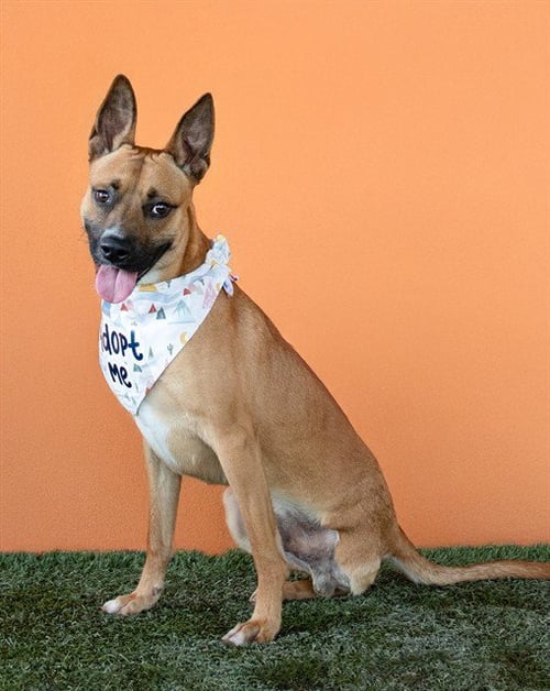 TANGO - Belgian Shepherd Malinois available for adoption