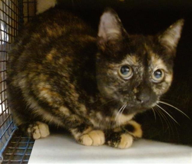 THUNDRA - Domestic Short Hair available for adoption