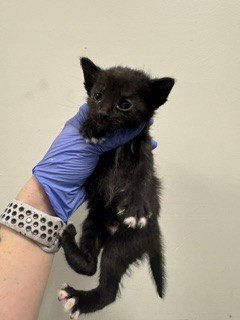 SPROUT - Domestic Short Hair for adoption in Hialeah