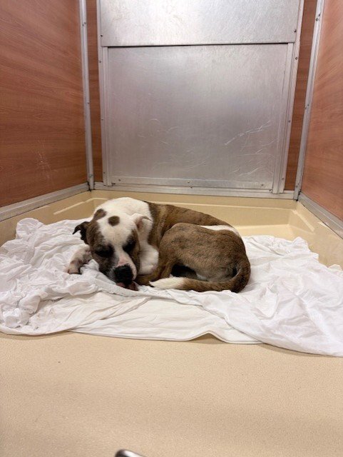 ODEN - American Bulldog available for adoption