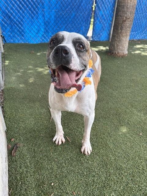 ODEN - American Bulldog available for adoption