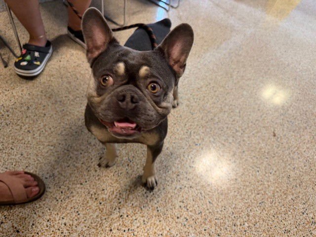 BELLO - French Bulldog available for adoption