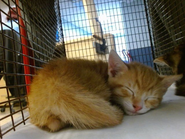 TANGO - Domestic Short Hair available for adoption