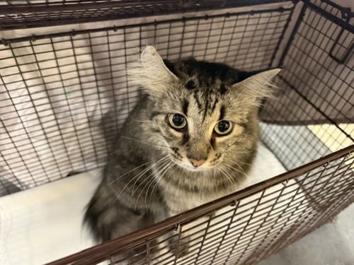 JAY JAY - Domestic Medium Hair available for adoption