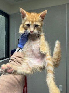 SUNNY - Domestic Short Hair available for adoption