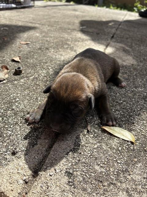 TORA - Boxer available for adoption