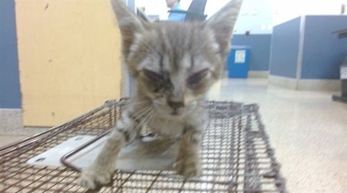 MINNIE - Domestic Short Hair available for adoption