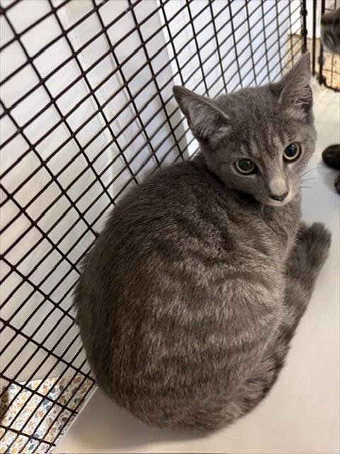 TALALA - Domestic Short Hair available for adoption