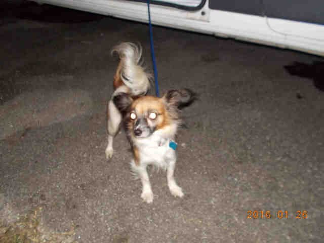 BELLA - Papillon available for adoption