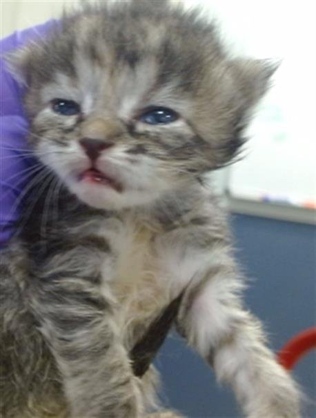 ANNIE - Domestic Short Hair available for adoption