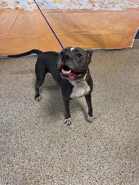 LAYLA Image