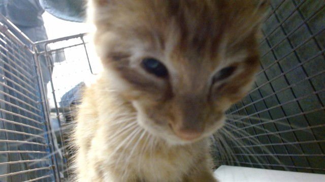 SUNNY - Domestic Short Hair available for adoption