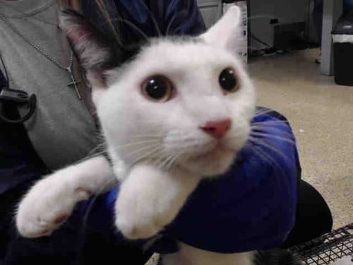 TITO - Domestic Short Hair available for adoption