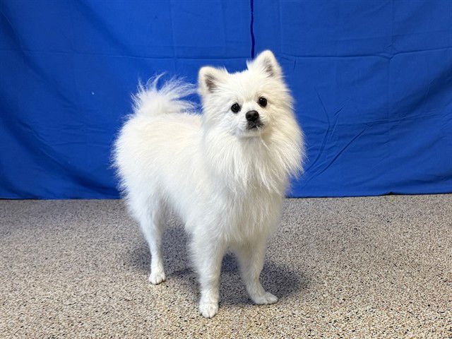 CHIQUI - Pomeranian available for adoption