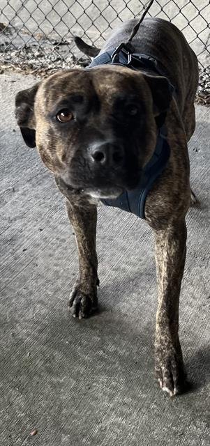 BERNADETTE - American Bulldog available for adoption