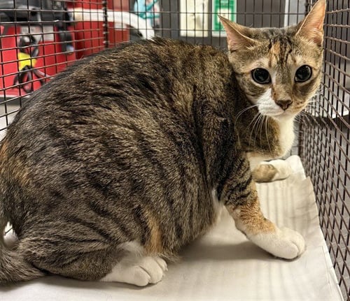 SUGAR - Domestic Short Hair available for adoption