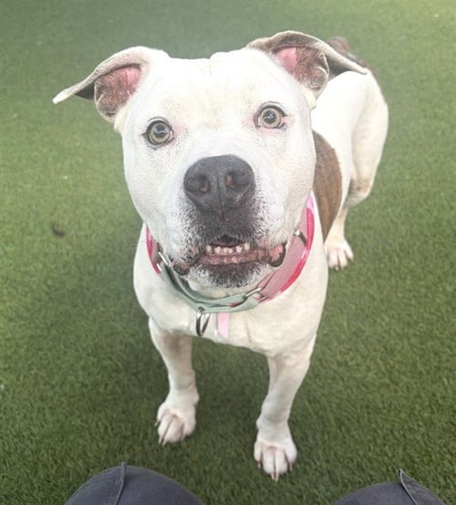 CHAMPION - American Bulldog available for adoption