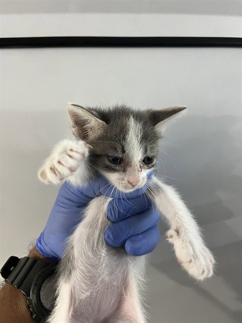 CLARA - Domestic Short Hair available for adoption