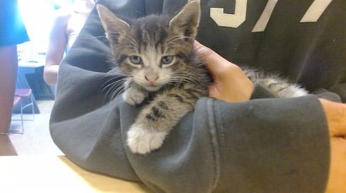 GIORGIO - Domestic Short Hair available for adoption