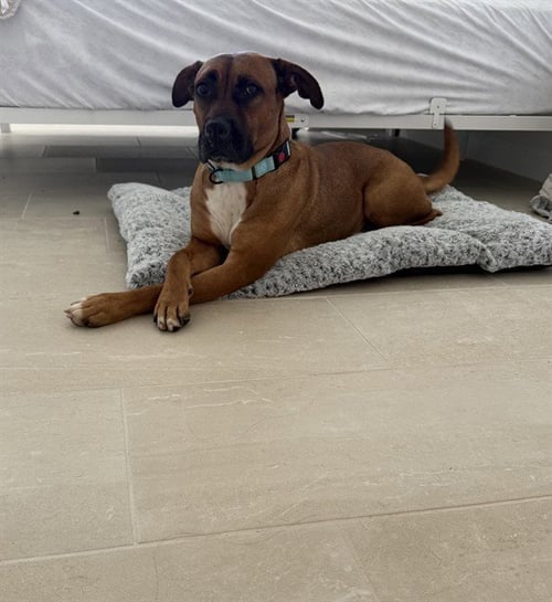 MARINA - Boxer available for adoption