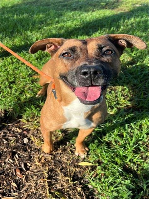 MARINA - Boxer available for adoption