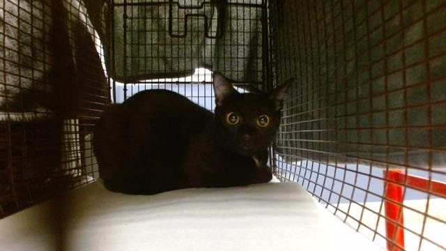 BETA - Domestic Short Hair available for adoption