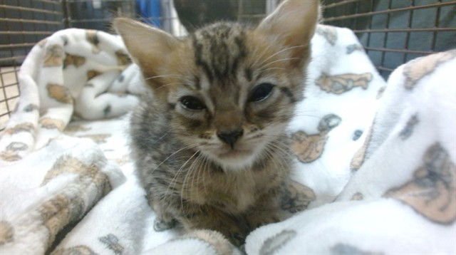 MARIE ANTOINETTE - Domestic Short Hair available for adoption