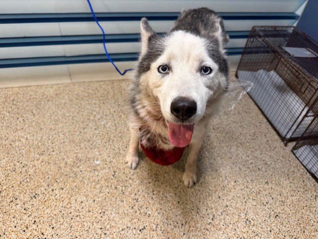 NALHA - Siberian Husky available for adoption