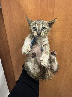POPS - Domestic Short Hair available for adoption