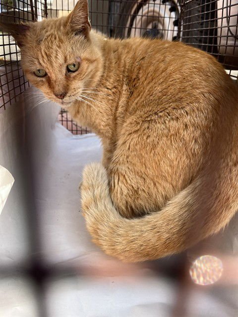 SUNNY - Domestic Long Hair available for adoption