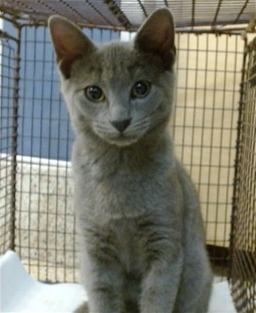 ALUCARD - Domestic Short Hair available for adoption