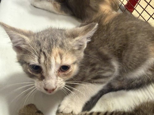 LAYLA - Domestic Short Hair available for adoption