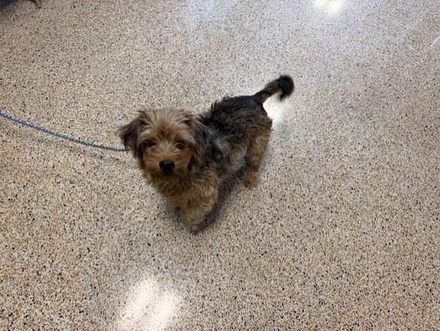 BLU - Yorkshire Terrier Yorkie available for adoption