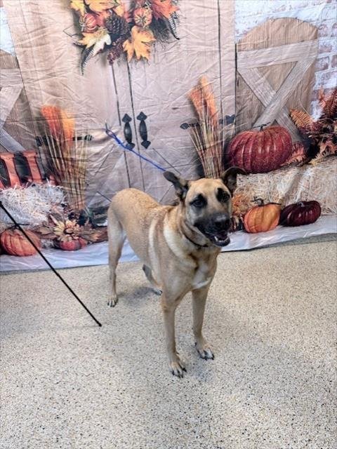 MOSHI - German Shepherd Dog available for adoption